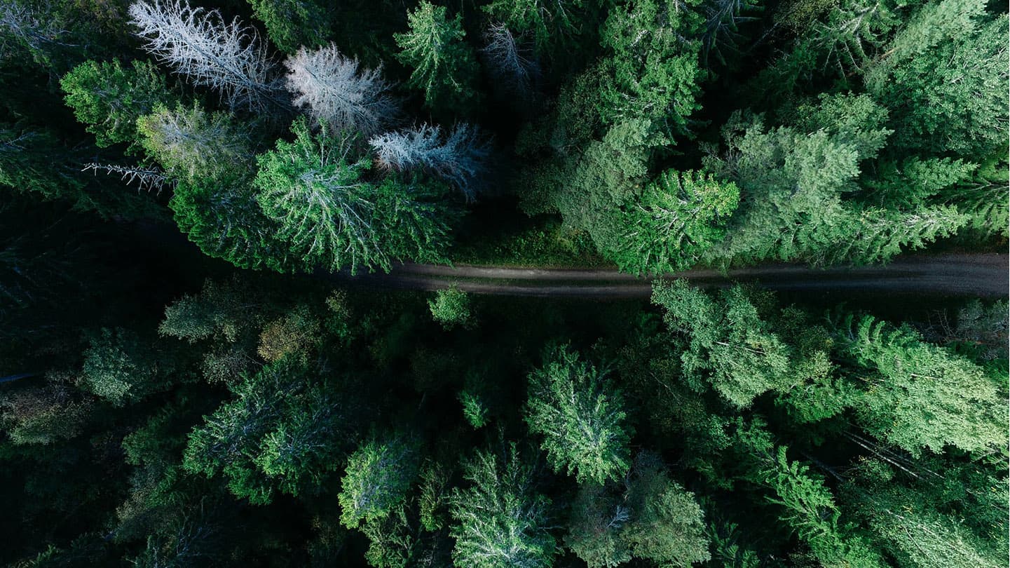 forest-aerial-view-road-pathway forest-aerial-view-road-pathway